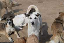 THORE, Hund, Mischlingshund in Rumänien - Bild 1