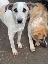 THORE, Hund, Mischlingshund in Rumänien - Bild 14