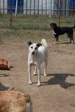 THORE, Hund, Mischlingshund in Rumänien - Bild 4