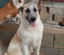 GARFIELD, Hund, Herdenschutzhund-Mix in Spanien - Bild 1