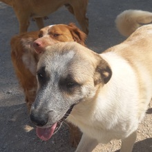 GARFIELD, Hund, Herdenschutzhund-Mix in Spanien - Bild 10