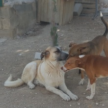 GARFIELD, Hund, Herdenschutzhund-Mix in Spanien - Bild 11