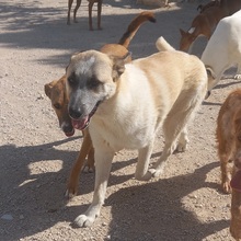 GARFIELD, Hund, Herdenschutzhund-Mix in Spanien - Bild 12