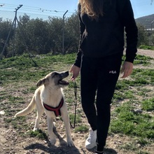 GARFIELD, Hund, Herdenschutzhund-Mix in Spanien - Bild 13