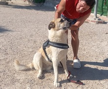 GARFIELD, Hund, Herdenschutzhund-Mix in Spanien - Bild 2