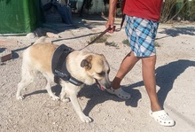 GARFIELD, Hund, Herdenschutzhund-Mix in Spanien - Bild 3