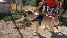 GARFIELD, Hund, Herdenschutzhund-Mix in Spanien - Bild 4