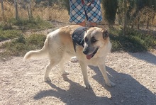 GARFIELD, Hund, Herdenschutzhund-Mix in Spanien - Bild 5