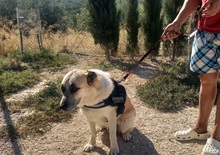 GARFIELD, Hund, Herdenschutzhund-Mix in Spanien - Bild 6