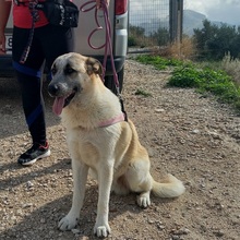 GARFIELD, Hund, Herdenschutzhund-Mix in Spanien - Bild 7