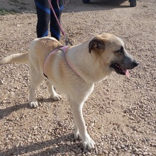 GARFIELD, Hund, Herdenschutzhund-Mix in Spanien - Bild 8