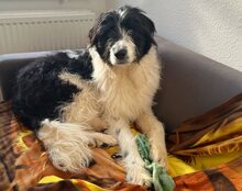 ROWDY, CA. 1 JAHR, Hund, Mischlingshund in Göttingen - Bild 1