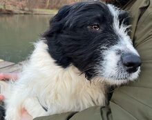 ROWDY, CA. 1 JAHR, Hund, Mischlingshund in Göttingen - Bild 3