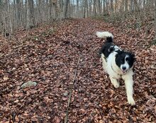 ROWDY, CA. 1 JAHR, Hund, Mischlingshund in Göttingen - Bild 5