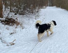 ROWDY, CA. 1 JAHR, Hund, Mischlingshund in Göttingen - Bild 6