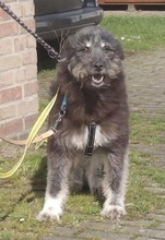 LULU, Hund, Mischlingshund in Moers