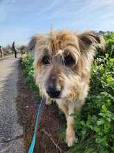 ARNO, Hund, Mischlingshund in Spanien