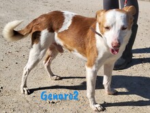 GENARO2, Hund, Mischlingshund in Spanien