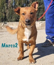 MARCO2, Hund, Dackel-Mix in Spanien