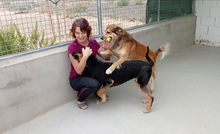 DONA, Hund, Mischlingshund in Spanien - Bild 7