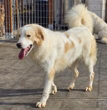 CHICCIO, Hund, Maremmano-Mix in Italien - Bild 10