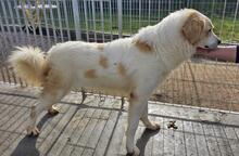 CHICCIO, Hund, Maremmano-Mix in Italien - Bild 11