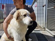 CHICCIO, Hund, Maremmano-Mix in Italien - Bild 2