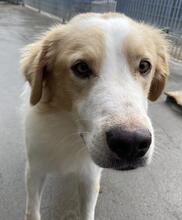 CHICCIO, Hund, Maremmano-Mix in Italien - Bild 22