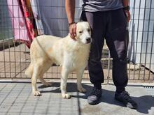 CHICCIO, Hund, Maremmano-Mix in Italien - Bild 3