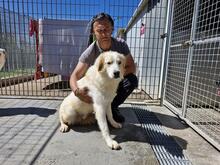 CHICCIO, Hund, Maremmano-Mix in Italien - Bild 4