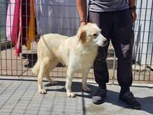 CHICCIO, Hund, Maremmano-Mix in Italien - Bild 5