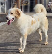 CHICCIO, Hund, Maremmano-Mix in Italien - Bild 9