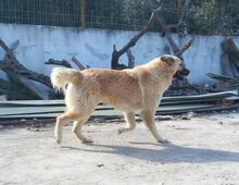 JOUDOU, Hund, Herdenschutzhund-Mix in Griechenland