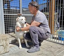 FRANCO, Hund, Maremmano-Mix in Italien - Bild 2