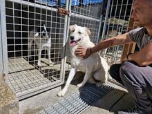 FRANCO, Hund, Maremmano-Mix in Italien - Bild 4