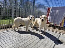 FRANCO, Hund, Maremmano-Mix in Italien - Bild 5