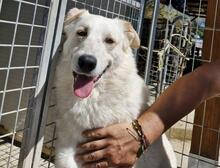 FRANCO, Hund, Maremmano-Mix in Italien - Bild 8