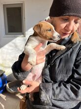 VEST, Hund, Mischlingshund in Rumänien - Bild 18