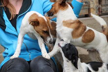 VEST, Hund, Mischlingshund in Rumänien - Bild 3