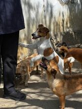 VEST, Hund, Mischlingshund in Rumänien - Bild 7