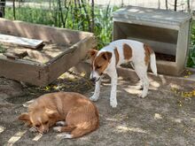 VEST, Hund, Mischlingshund in Rumänien - Bild 8