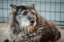 KENDRA, Hund, Mischlingshund in Rumänien