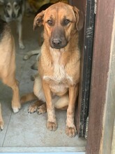 AMIKA, Hund, Mischlingshund in Rumänien - Bild 3