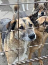 MAX, Hund, Deutscher Schäferhund in Rumänien - Bild 1