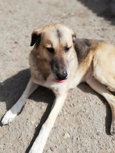 MAX, Hund, Deutscher Schäferhund in Rumänien - Bild 10