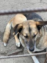 MAX, Hund, Deutscher Schäferhund in Rumänien - Bild 11