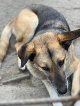 MAX, Hund, Deutscher Schäferhund in Rumänien - Bild 12