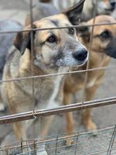 MAX, Hund, Deutscher Schäferhund in Rumänien - Bild 13