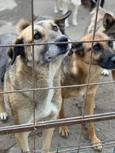 MAX, Hund, Deutscher Schäferhund in Rumänien - Bild 14