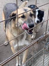 MAX, Hund, Deutscher Schäferhund in Rumänien - Bild 15